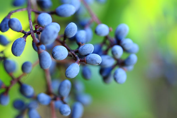 Berries